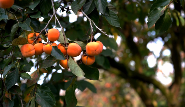 藏在临潼的“橙红玛瑙”，咬一口甜透时光→