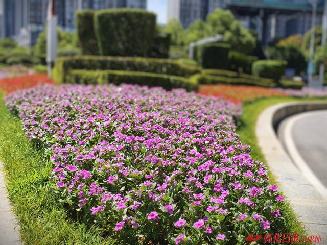 福地怀化 懂你如家｜鲜花满街迎盛会