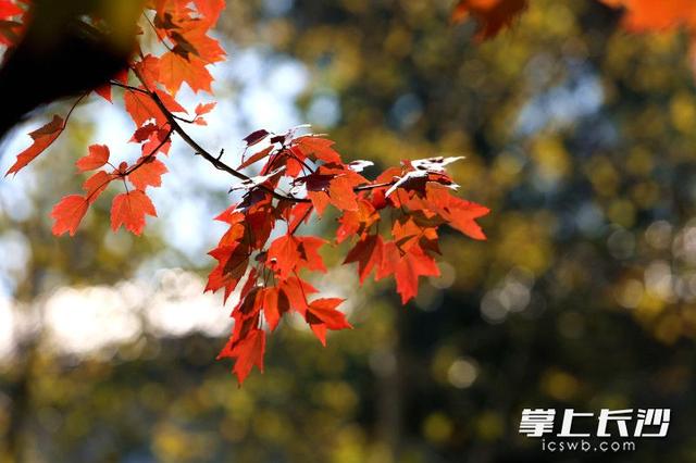 组图｜“小雪”来了，枫叶红了
