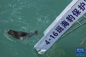 西太平洋斑海豹回家图片