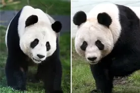 欢迎回家！英国唯一一对大熊猫12月回国图片