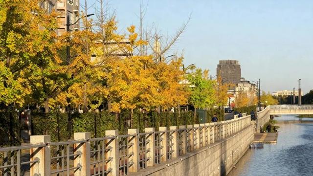 落叶、麦田、银杏……快来收藏这份秋日漫步地图