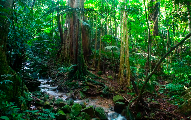 直播预告｜趣逛自然——走进海南热带雨林国家公园