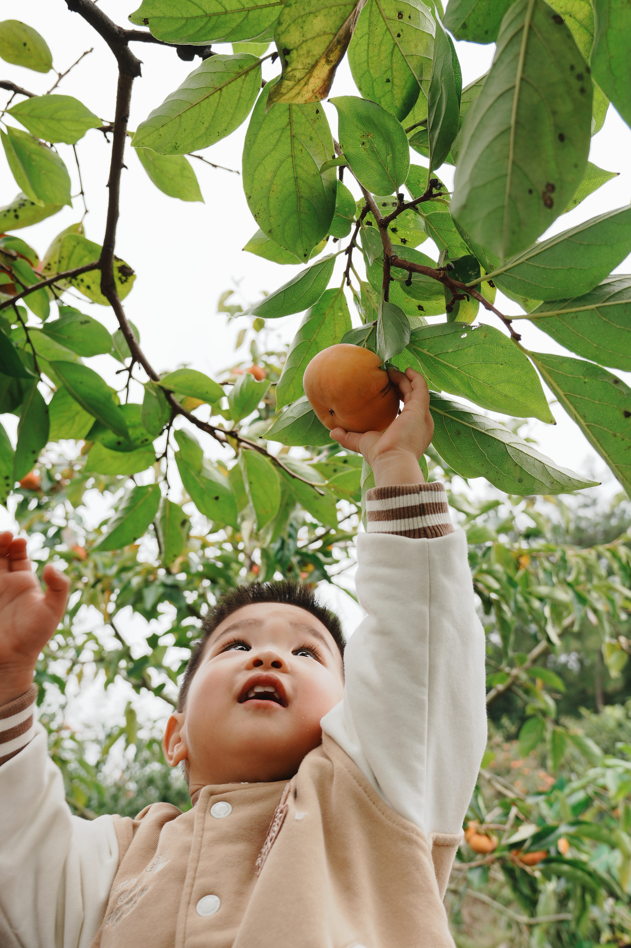 青睐绵阳 ‖ 马角秋日限定！解锁脆柿打卡新玩法，一日逛吃采摘攻略速领→