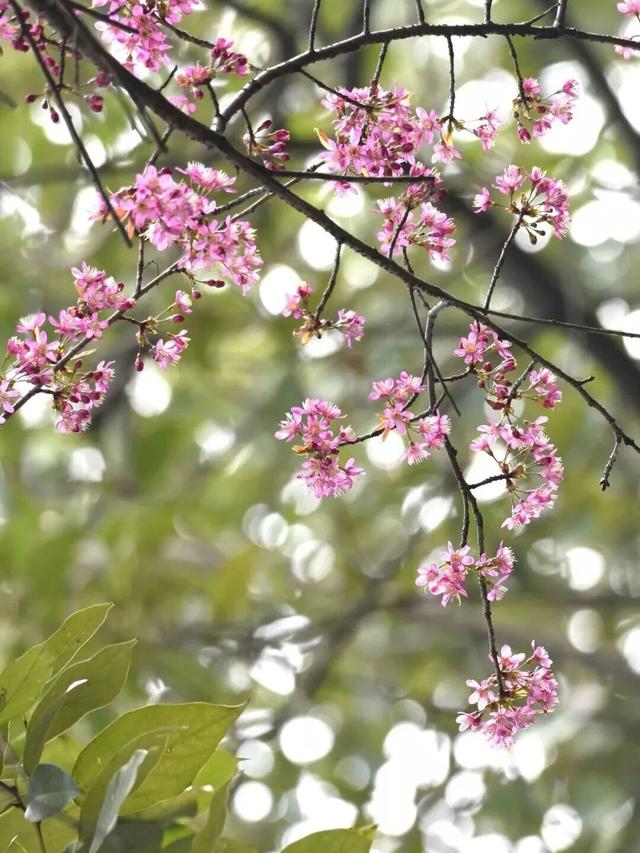 已开！成都怎么提前过上“春天”了