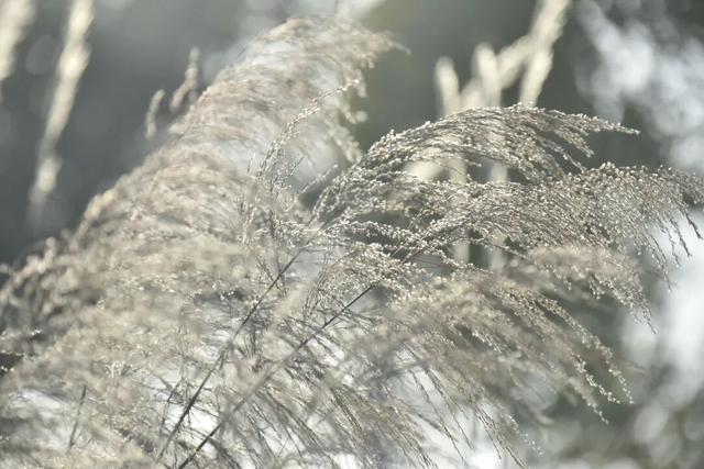 初冬，来大龙开发区遇见“限定暖阳”