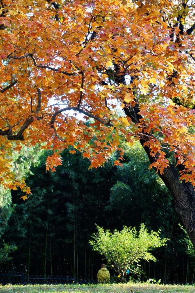 海淀这个免费公园，“藏”着秋天的所有颜色——