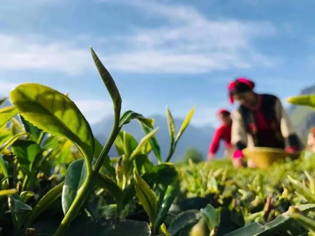 太是那个了！谭维维和丁真去过的九龙真的不一般