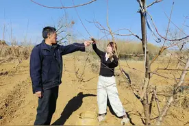 无偿寄送桃花枝，平谷桃花园主剪枝寄春，邀市民共享春日浪漫图片