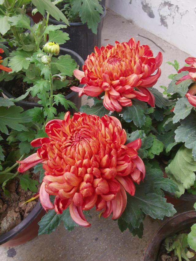 晚潮｜深秋，总要看场菊展吧