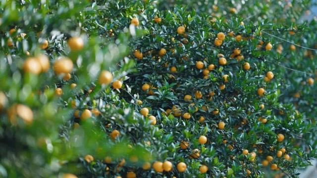 组个“橘” “宜”起“都”来解锁新乐趣→