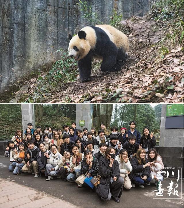 画卷天府·熊猫文化｜熊猫符号经济：符号驱动的新经济范式