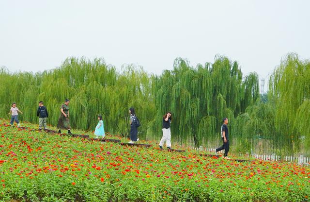 巢湖庙岗：百亩花海绽放秋日浪漫