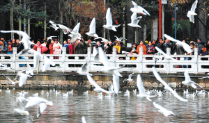 观鸥季启幕 “鸥”经济升温