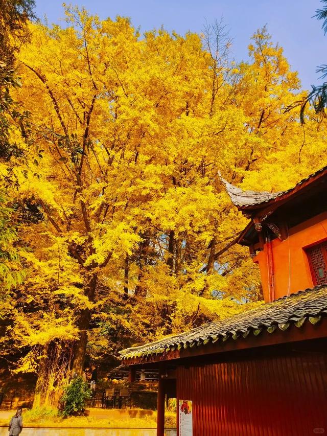 蒙顶山的银杏你不必问，绝对值得一场奔赴！