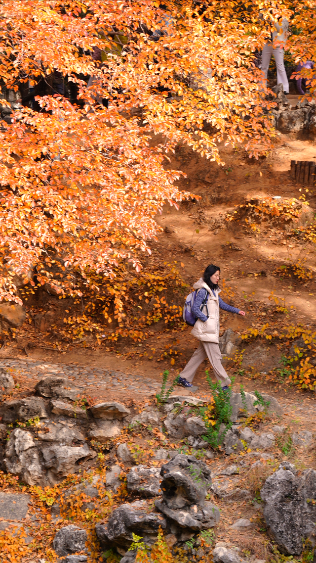 北京公园缓扫落叶今年效果格外好，秋日限定美景延长至初冬