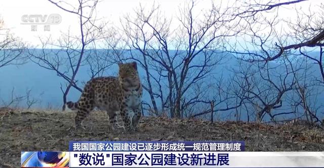 生命摇篮、绿色肺叶……万米高空看“大美国家公园”有啥亮点