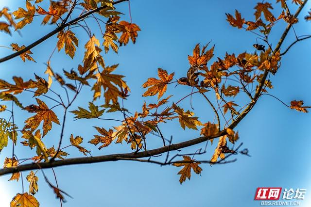 岁暖时刻丨枫落无声，秋意成空——益阳红枫大道的迟暮之美