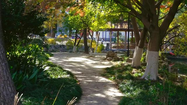 红的黄的绿的！天气这么好，来这些地方看看闵行的秋天吧~