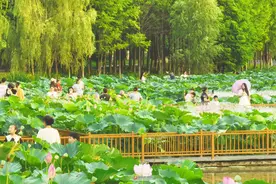 阜阳：绿满泉水湾 科普休闲乐图片
