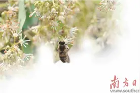 花好蜜好 一期一遇图片