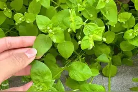 “最不起眼的野菜，竟是天然药材！鹅肠菜的秘密，值得你了解！”图片
