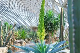 十年来首次开花！辰山植物园两株蓝狐尾龙舌兰暖阳中绽放，开花也意味着生命的结束图片