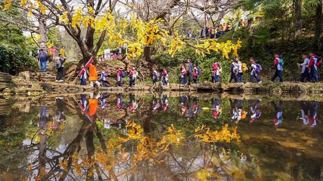 山村尽带黄金甲 古树银杏醉妥乐