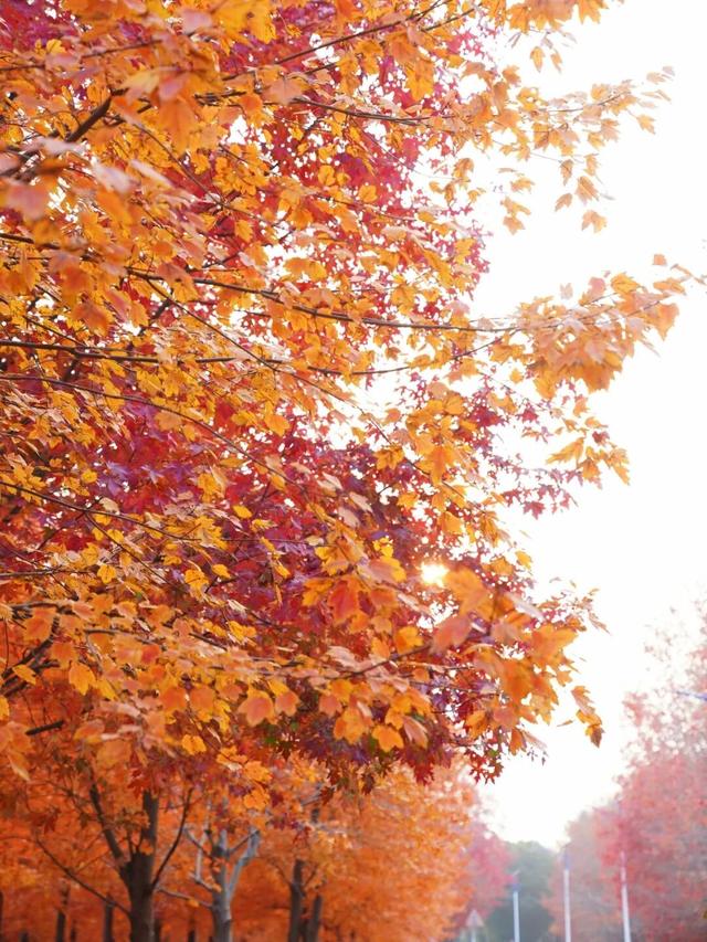 限定美景！听说有人还没去…