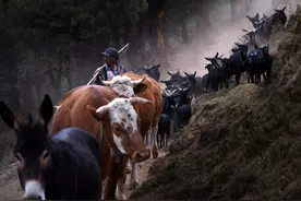 图集丨我眼里的小城武定——“牧光”图片