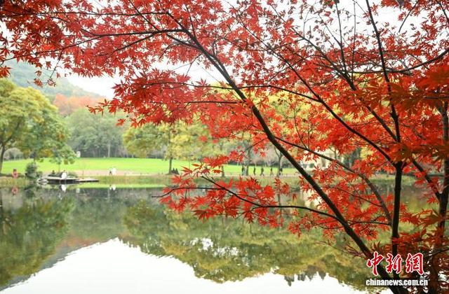 江南冬日 杭州西湖林木斑斓景色迷人