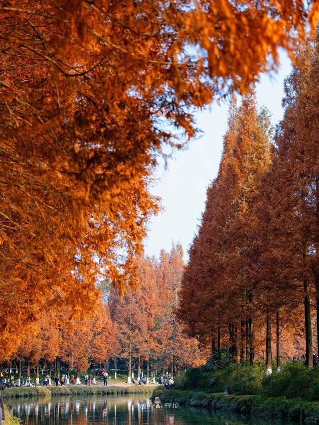 别错过，成都公园里的绝美冬景！