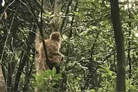 爱吃香蕉，在树上跳来跳去，萧山猴群又又又来了！图片