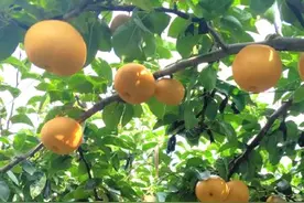 秋燥又到吃梨时，这么多梨你最喜欢哪一种呢？图片