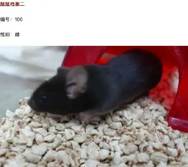 4只鼠鼠档案大公开！揭秘中国空间站“鼠航天员”，实验首选为何是它们？
