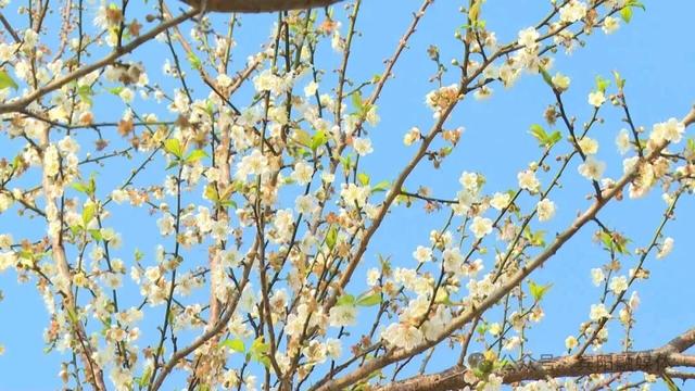 宾阳陈平名山梅花盛放！1月10日，共赴一场暗香浮动的花期