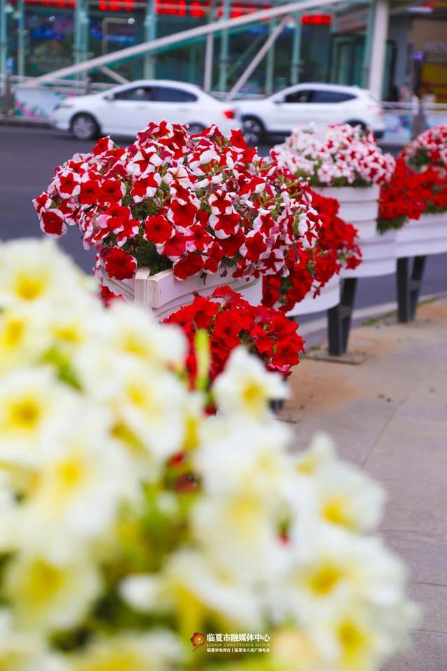 临夏市：一座把“浪漫”写进马路牙子的城市