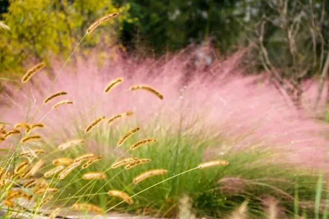 崇明秋色，坠入一场温柔的五彩梦境