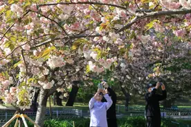 玉渊潭公园晚樱上演“强风过后百花坚”，原因在此图片