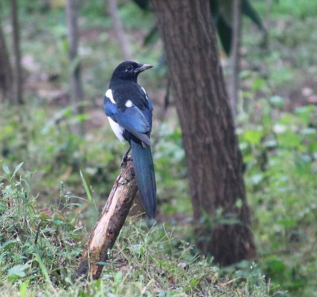 孝南：深秋湿地 韵律的盛宴