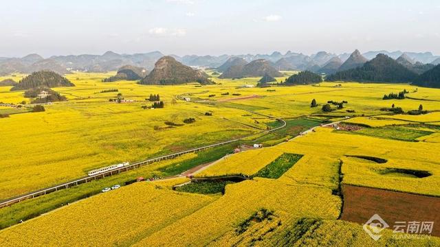 “纯素颜，无滤镜”！这就是罗平油菜花海