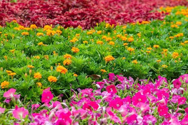 这边风景“郑”好（三）：花海成景 节日色彩分外浓