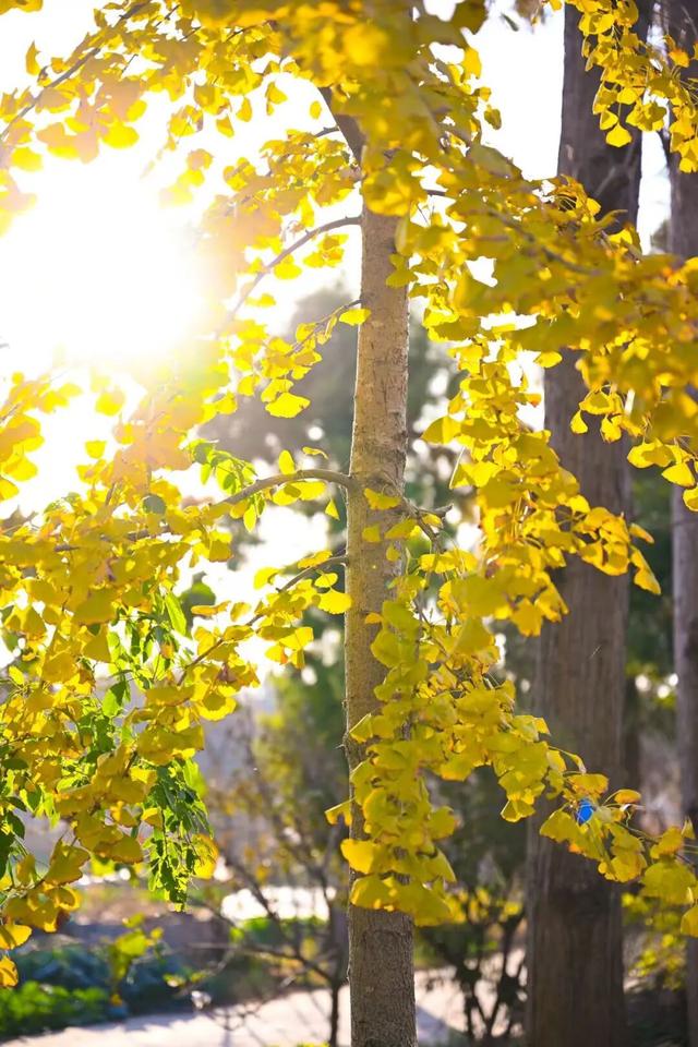 哇，青浦这条红色线路的初冬太美了~