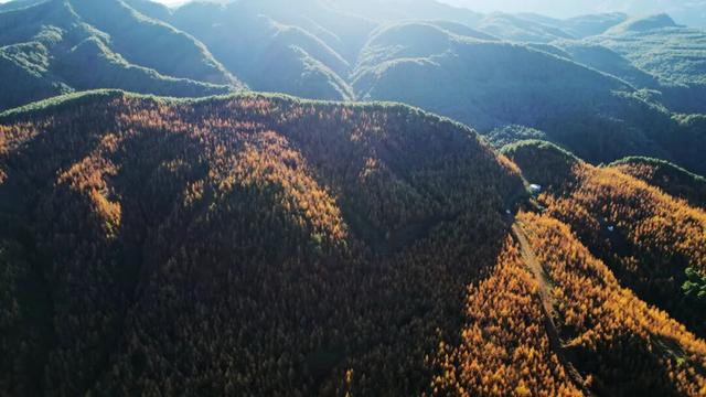 朱提文苑 | 龙树深秋里，山岭铺鎏金