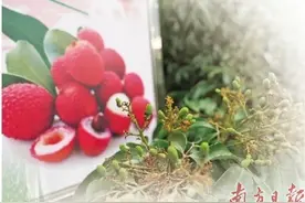 走进春天里的荔枝之乡图片