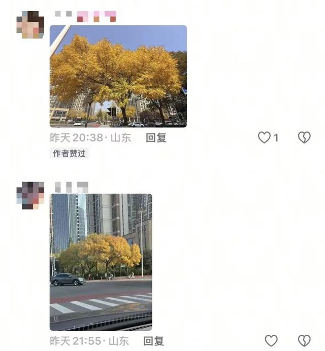 漫步日照之秋 | ① 巨好看！山东路的一颗秋天！