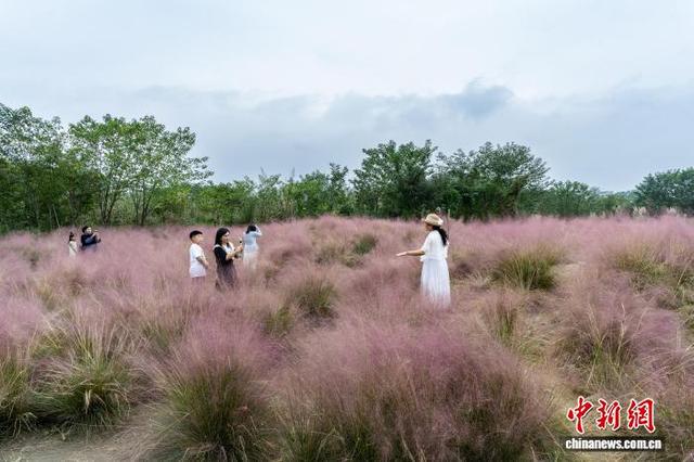 四川成都：市民游客畅游粉黛花海