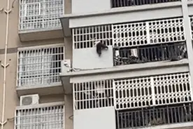 前一秒揪心，后一秒惊呼大侠！真有人会“飞檐走壁”图片