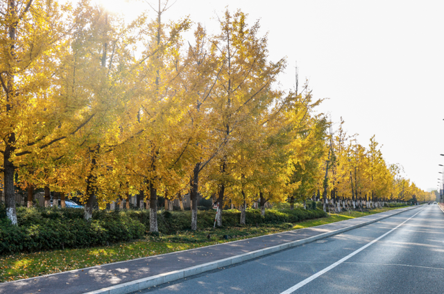 美爆了！余杭银杏打卡地出炉
