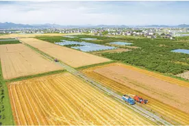 又到一年麦收时图片